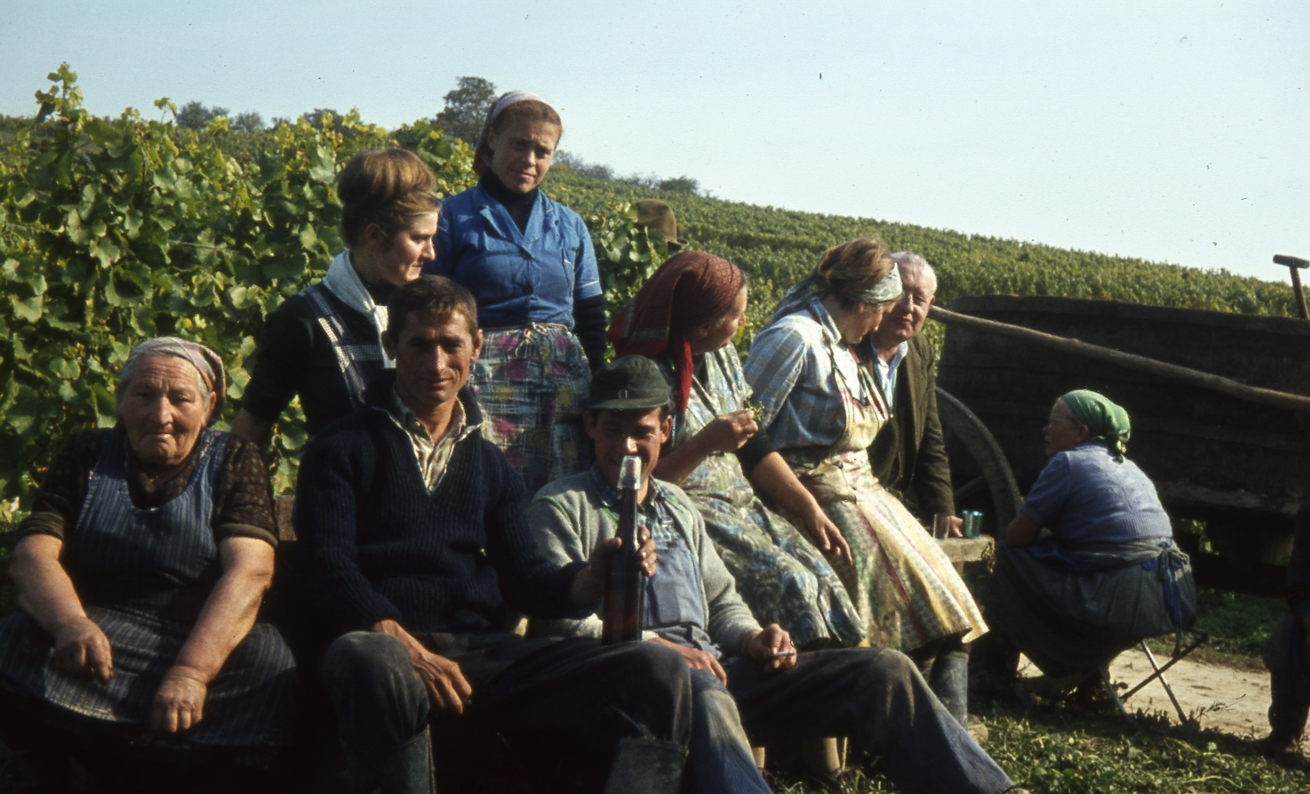 Gruppenfoto bei einer Lese 1963 in der Nähe von Albig und Armsheim.